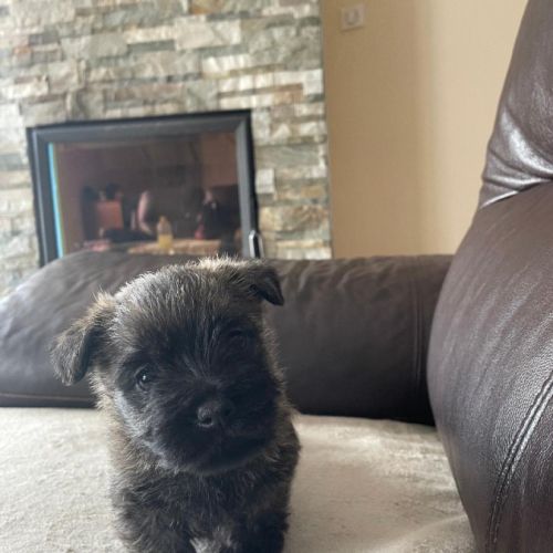 Chiot male cairn terrier lof #0