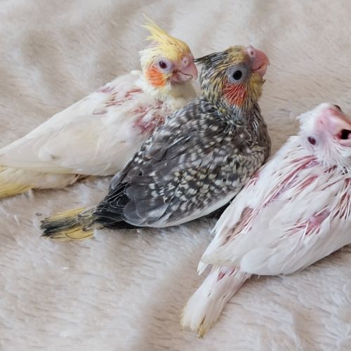 Calopsittes eam à finir #0