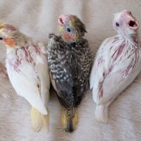 Calopsittes eam à finir #1