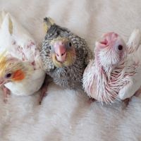 Calopsittes eam à finir #2