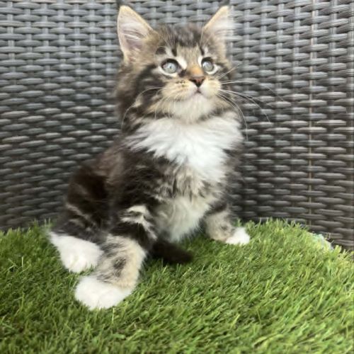 Chaton maine coon #1