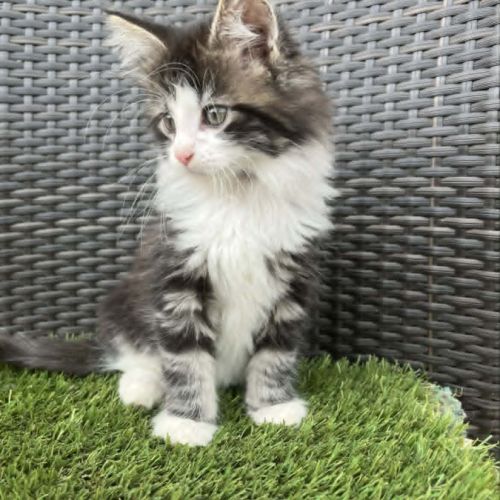 Chaton maine coon #2