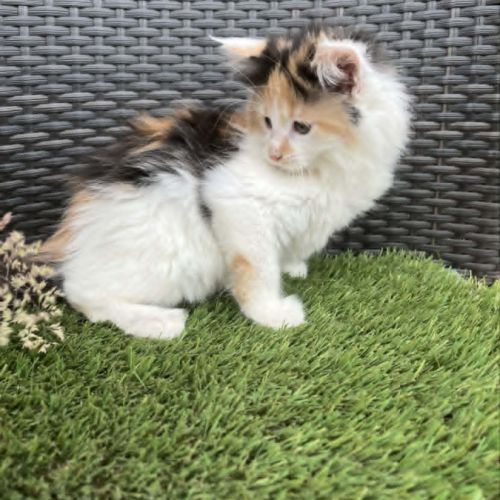 Chaton maine coon