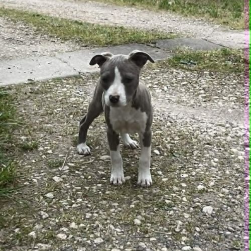 Chiot americain staffordshire terrier #0