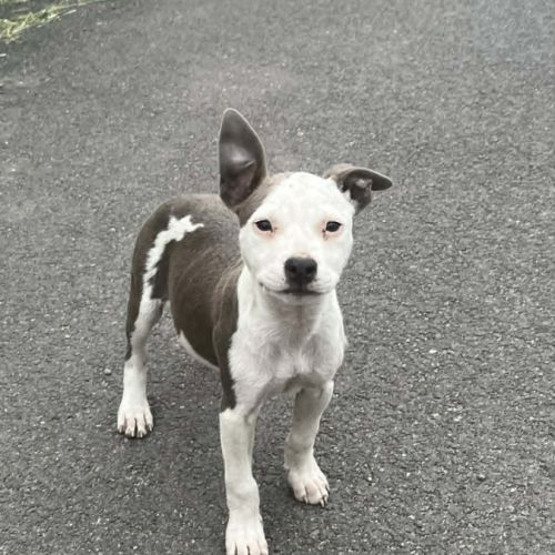 Chiot americain staffordshire terrier #3