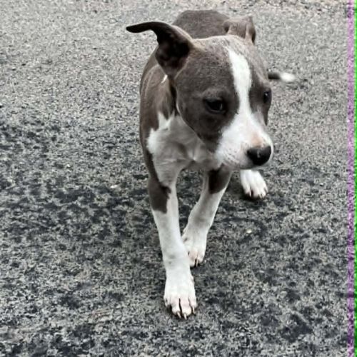 Chiot americain staffordshire terrier #4