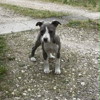 Chiot americain staffordshire terrier