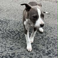 Chiot americain staffordshire terrier #4