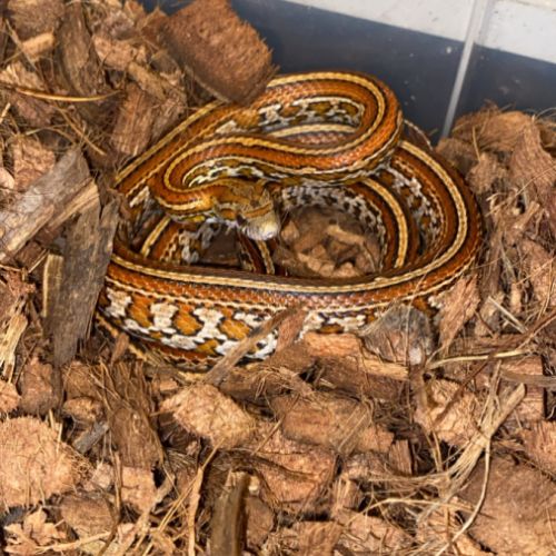 Pantherophis guttatus tessera