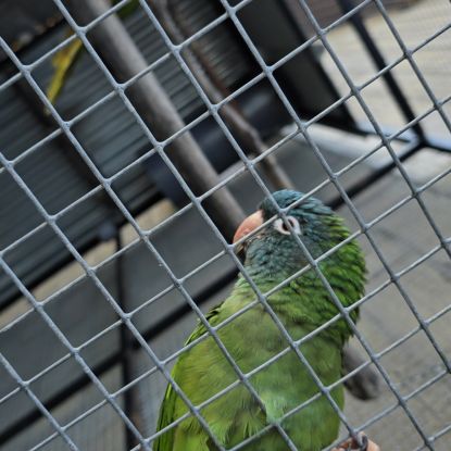 Couple conure à tête bleu