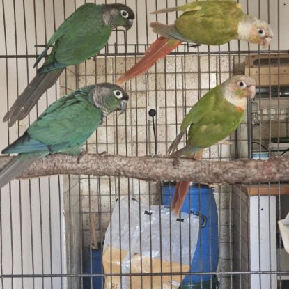 Couples conure molinae