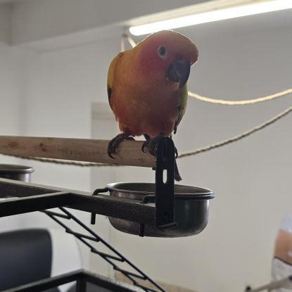 Conure soleil femelle non apprivoisé