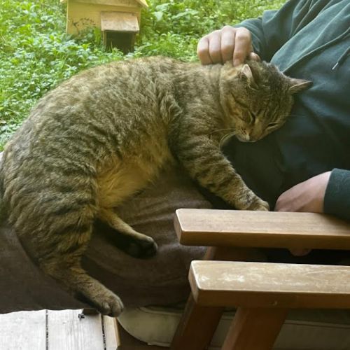 Chat mâle tigré #0