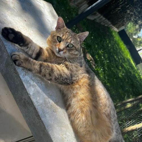 Chat mâle tigré #2