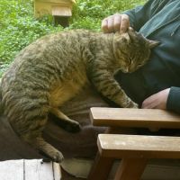 Chat mâle tigré