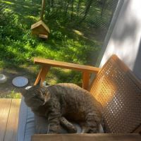 Chat mâle tigré #3