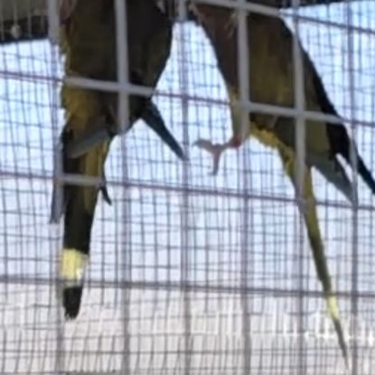 Couple reproducteur conure patagonie