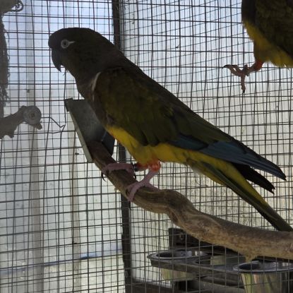 Couple reproducteur conure patagonie #2