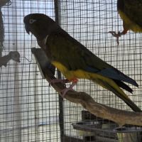 Couple reproducteur conure patagonie #2