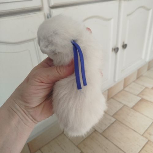 Chaton siamois #3