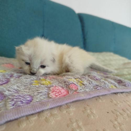 Chaton siamois #4