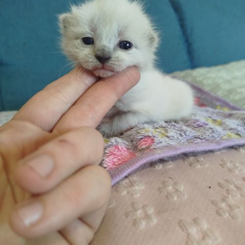 Chaton siamois #5