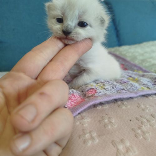 Chaton siamois #6