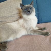 Chaton siamois #1