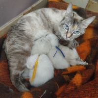 Chaton siamois #2