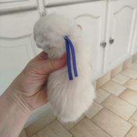 Chaton siamois #3