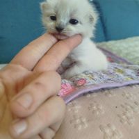 Chaton siamois #6