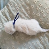 Chaton siamois #7