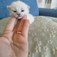 Chaton siamois #0