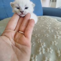 Chaton siamois #9