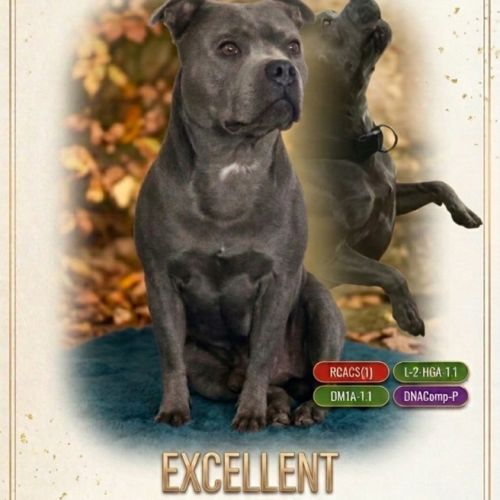 Staffie bleus lof a reserver #1