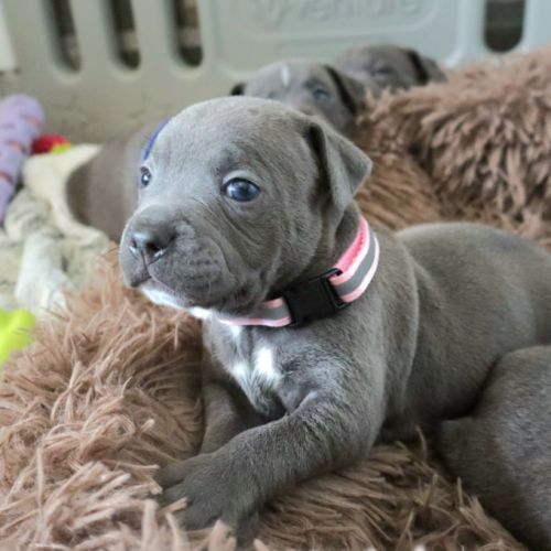 Staffie bleus lof a reserver #3