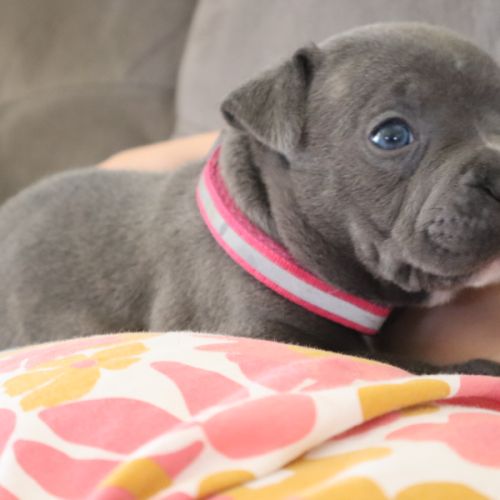 Staffie bleus lof a reserver #4
