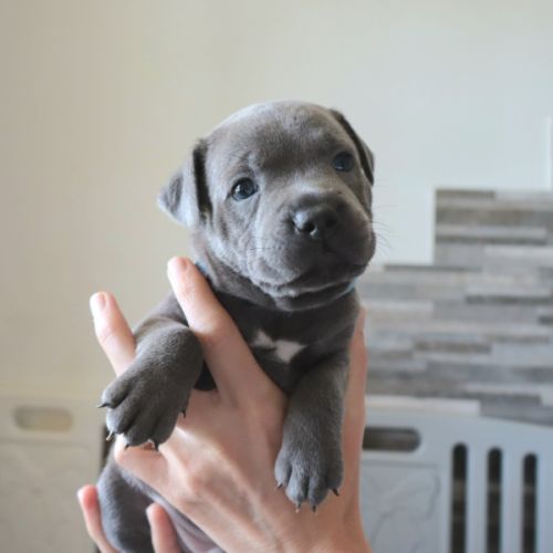 Staffie bleus lof a reserver #5
