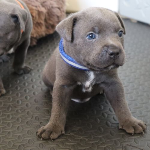 Staffie bleus lof a reserver #0