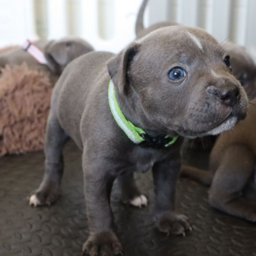 Staffie bleus lof a reserver #9