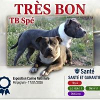 Staffie bleus lof a reserver #2