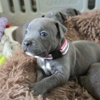 Staffie bleus lof a reserver #3