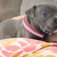 Staffie bleus lof a reserver #4