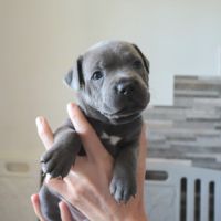 Staffie bleus lof a reserver #5