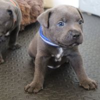 Staffie bleus lof a reserver