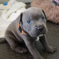 Staffie bleus lof a reserver #7