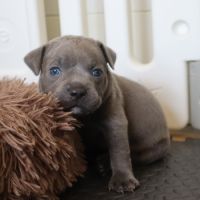 Staffie bleus lof a reserver #8