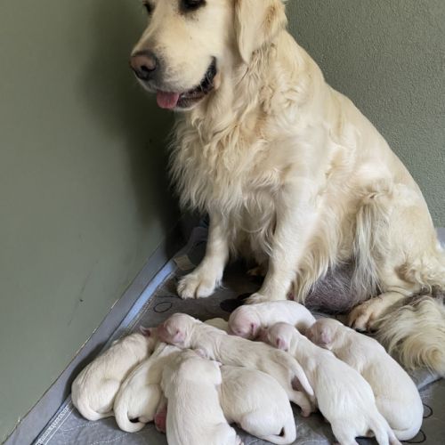 10 chiots golden nés le 1 juin