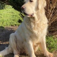 7 chiots naissances début juin #2