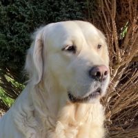 7 chiots naissances début juin #0